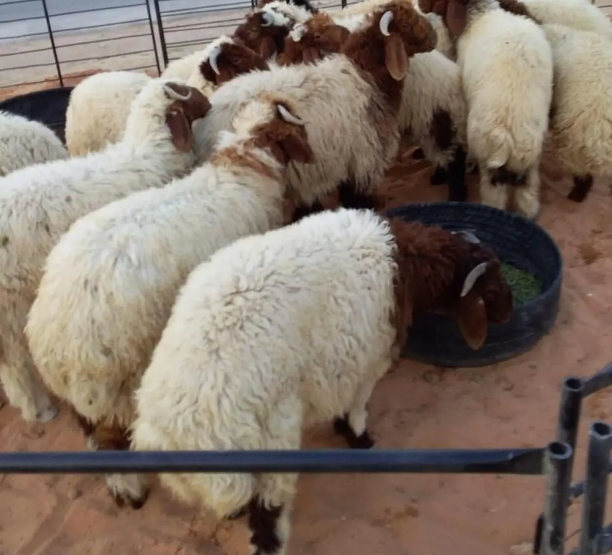 توصيل ذبائح الكويت