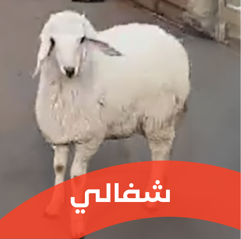 شفالي