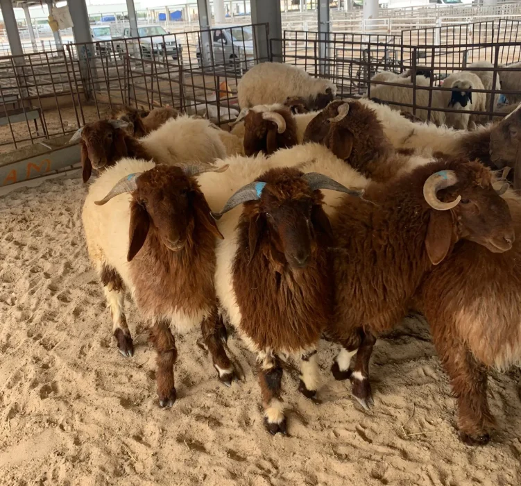 توصيل ذبائح الكويت